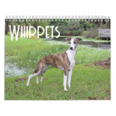 Calendrier Whippet (Protection)