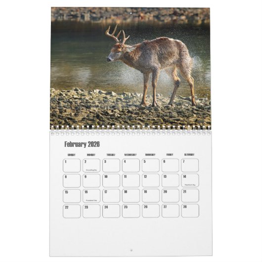 Calendrier Wild Animals Calendar (Feb 2026)