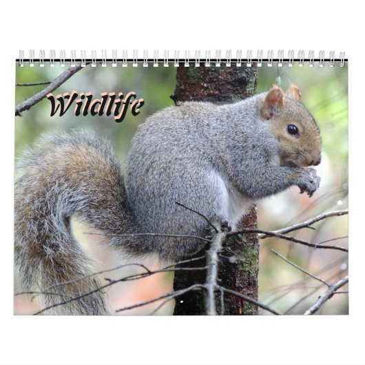 Calendrier Wild Life Calendar (Protection)