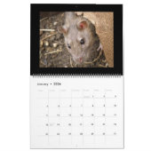 Calendrier Wild Rats 2014 (Jan 2026)