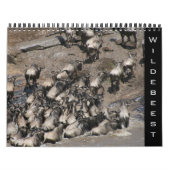 Calendrier wildebeest 2026 (Protection)