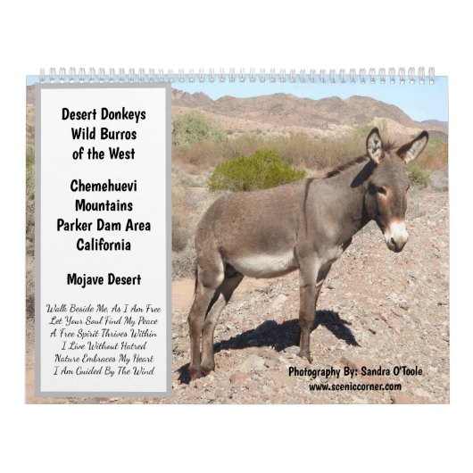 Calendrier Wildlife Calendar, wild donkeys, burros, desert (Protection)