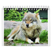 Calendrier Wolf (Protection)