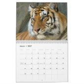 Calendrier yeux bleus blancs de tigres (Mar 2027)
