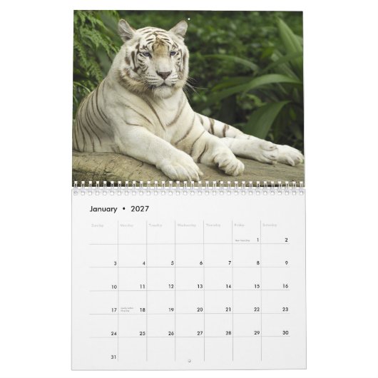 Calendrier yeux bleus blancs de tigres (Jan 2027)