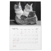 Calendrier Yeux émouvants du chat (Feb 2027)