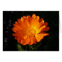Calendula officinalis