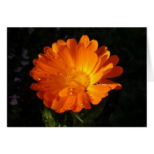 Calendula officinalis (Devant horizontal)