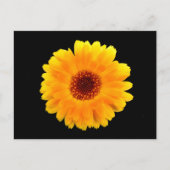 Calendula officinalis briefkaart (Voorkant)