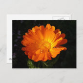 Calendula officinalis briefkaart (Voorkant / Achterkant)