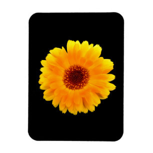 Calendula officinalis magneet