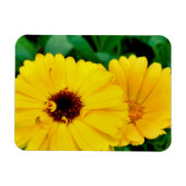 Calendula officinalis magneet (Horizontaal)