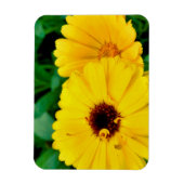 Calendula officinalis magneet (Verticaal)