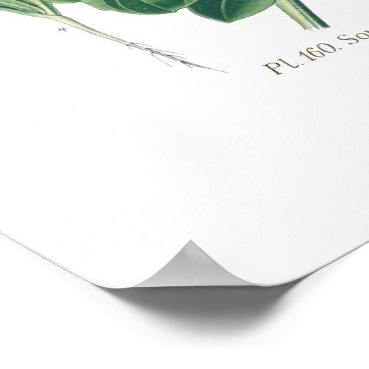 Calendula officinalis (Pot marigold) Poster (Hoek)