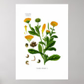 Calendula Poster (Voorkant)