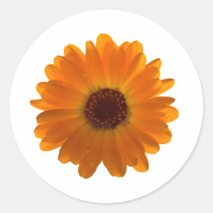 Calendula Ronde Sticker