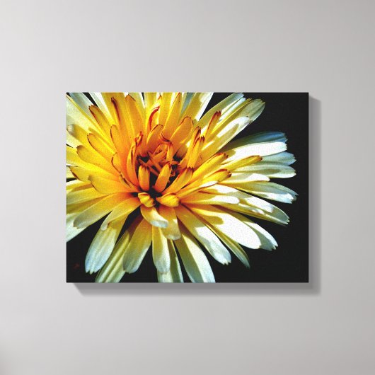 Calendula Wow Canvas Afdruk (Voorkant)
