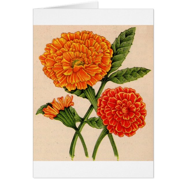 calendulas in orange (Devant)