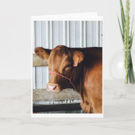 "Calf at the Fair" Foto-Wenskaart Kaart
