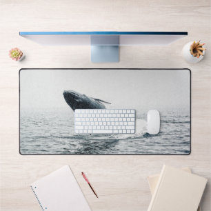 Calf de baleine à bosse