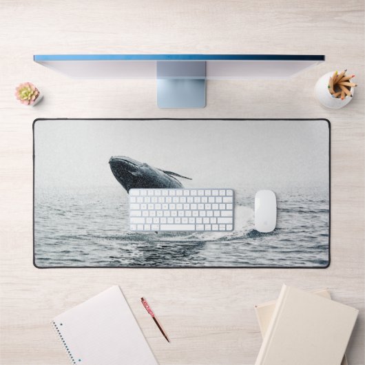 Calf de baleine à bosse (Bureau 1)