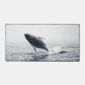 Calf de baleine à bosse (Recto)