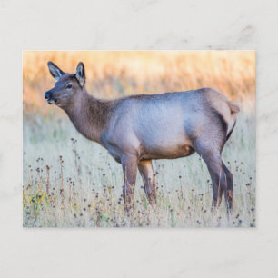 Calf Elk   Madison Junction, Wyoming Briefkaart