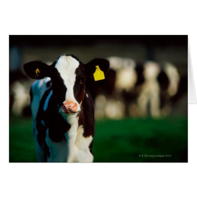 Calf Holstein-Friesian (Devant horizontal)