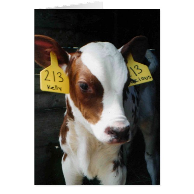 Calf Laitier Calves Bébé Vaches Ferme Kelly Photo (Devant)