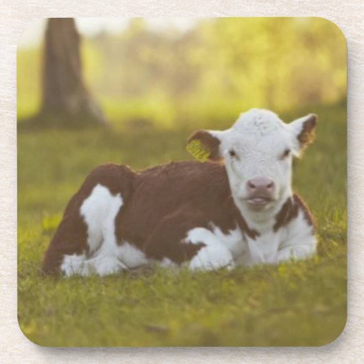 Calf Resting Onderzetter (Voorkant)