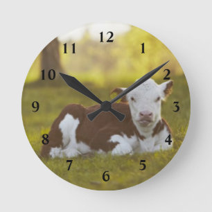 Calf Resting Ronde Klok
