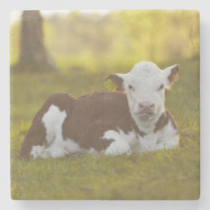 Calf Resting Stenen Onderzetter