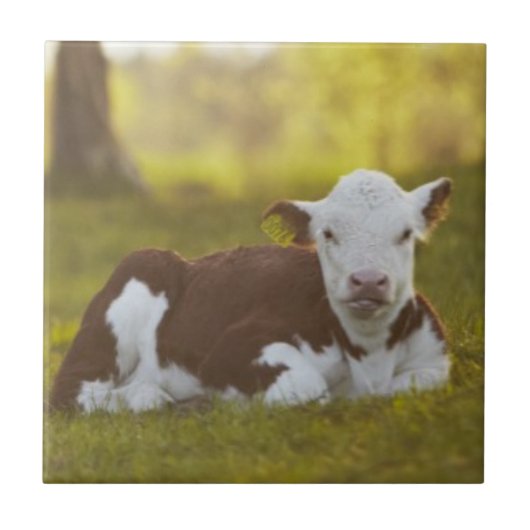 Calf Resting Tegeltje (Voorkant)