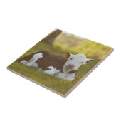 Calf Resting Tegeltje (Zijkant)