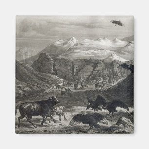 Calf wordt aangevallen door de Condors Magneet