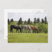 Calgary, Alberta, Canada Briefkaart (Voorkant / Achterkant)