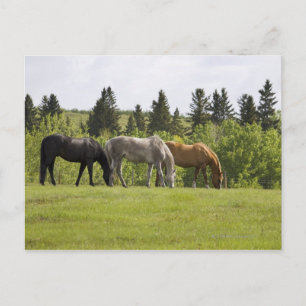 Calgary, Alberta, Canada Briefkaart