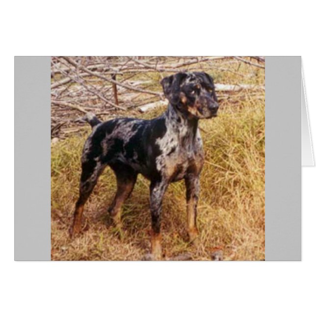 Cali (Devant horizontal)