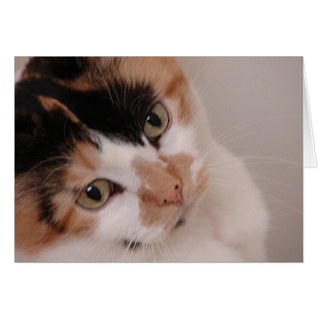 Calico Beauty Chat (Devant horizontal)