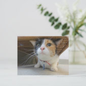 Calico Briefkaart (Staand voorkant)