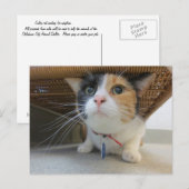 Calico Briefkaart (Voorkant / Achterkant)