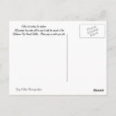 Calico Briefkaart (Achterkant)