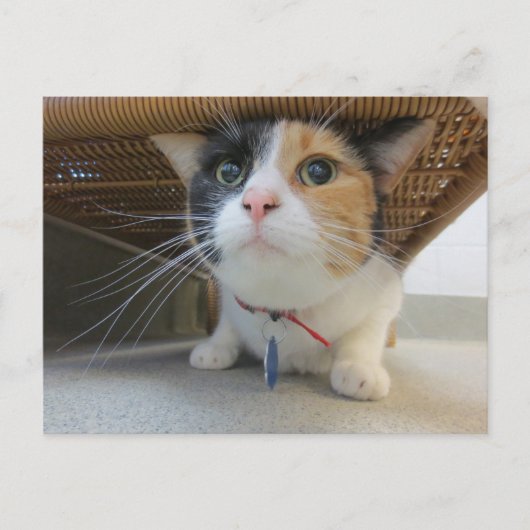 Calico Briefkaart (Voorkant)
