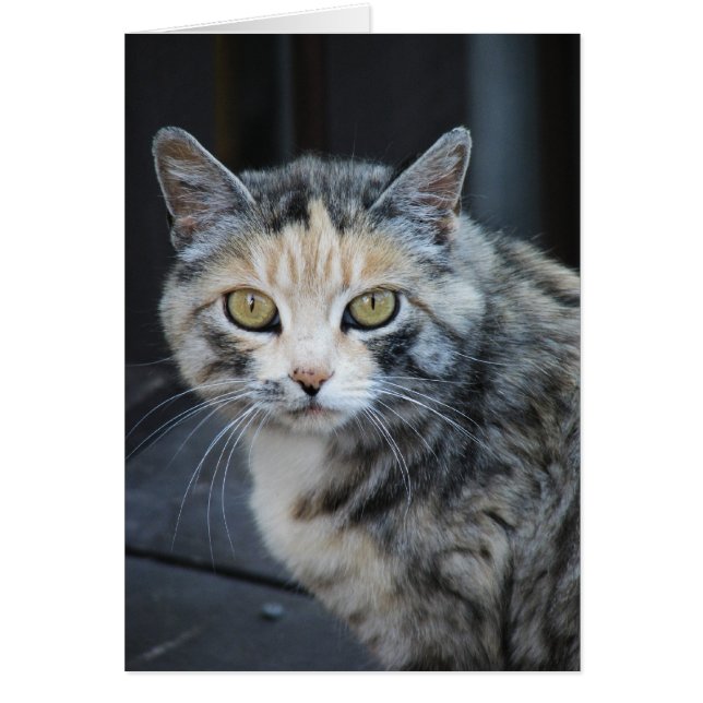 Calico Cat (Devant)