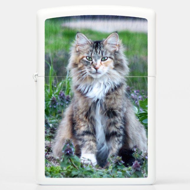 Calico Cat (Voorkant)