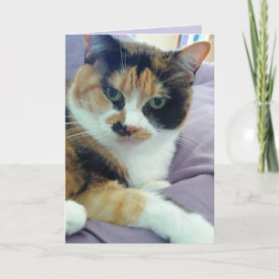 Calico Cat Blank Wenskaart Kaart