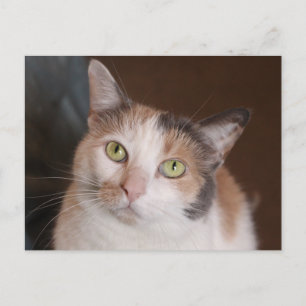 Calico cat briefkaart