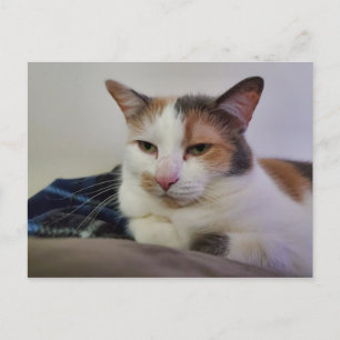 Calico Cat Briefkaart