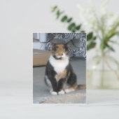 Calico Cat Briefkaart (Staand voorkant)