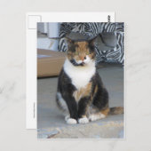 Calico Cat Briefkaart (Voorkant / Achterkant)